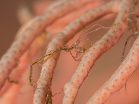 tiny skeleton shrimp with pink background underwater in indonesia