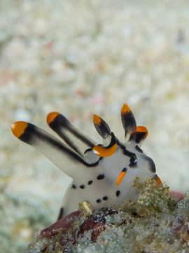 white black thecacera nudibranch underwater in indonesia