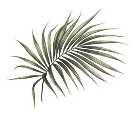 Palm leaf illustration isolated on white background, Hand drawn watercolor palm tree leaf painting.  - 324516428