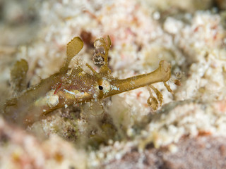 brown pipe seahorse underwater in indonesia