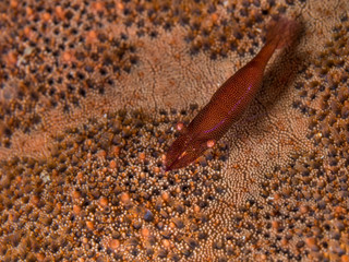 brown shrimp on seastar underwater in indonesia