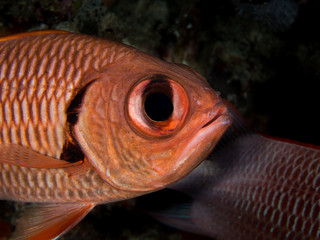 close-up of red fish underwater in indonesia