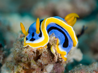 Naklejka na ściany i meble colorful blue yellow nudibranch underwater in indonesia
