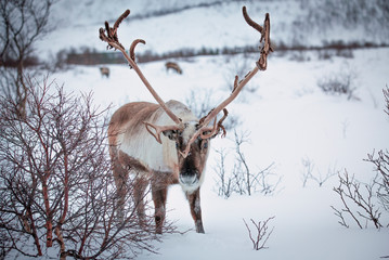 Rendeer looking for food under the deep snowcover in the mountains of Finnmark county in northern Norway 