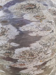 abstract background populus tree