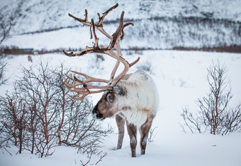 Rendeer looking for food under the deep snowcover in the mountains of Finnmark county in northern...