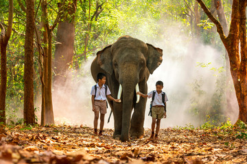 Naklejka premium Two male students and elephants to walk home. Mahout and student little asian in uniform are raising elephants on walkway in forest. Surin, Thailand.
