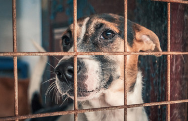 Portrait of sad dog in shelter behind fence waiting to be rescued and adopted to new home. Shelter...