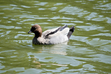 this is a side view of a Australian wood duck