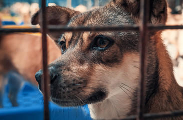 Portrait of sad dog in shelter behind fence waiting to be rescued and adopted to new home. Shelter...