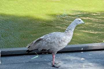 this is a side view of a Cape Barren goose