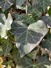 Hedera leaves in hoarfrost