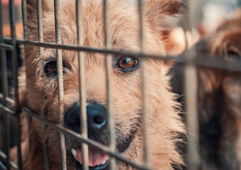 Portrait of sad dog in shelter behind fence waiting to be rescued and adopted to new home. Shelter...