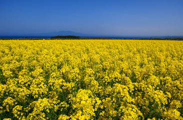 横浜町の菜の花畑から釜臥山を望む。横浜、青森、日本。5月中旬。