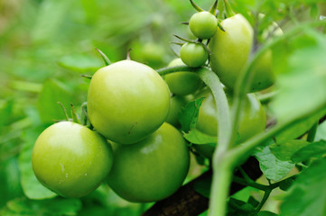 Growing organic tomatoes. Organic farming