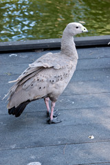 the cape barren goose is standing on a wharf