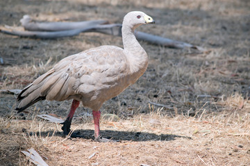this is a side view of a Cape Barren Goose