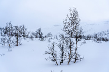 Fototapeta na wymiar birch trees in the tundra of northern Norway