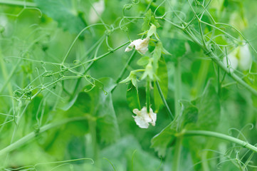 Fototapeta na wymiar Growing green peas in garden, Organic farming