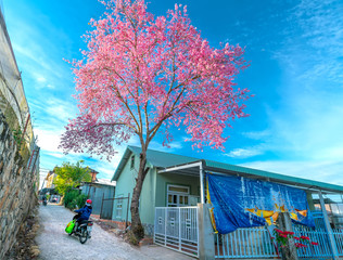 Cherry apricot trees blooming on a sunny spring morning beside a small house and traffic background...