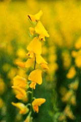 Colorful Flowers Garden, Pink Flower Blooming	