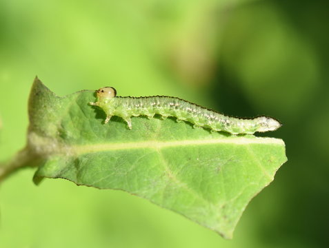 Green Sawfly larva eating on honeysuckle leaf