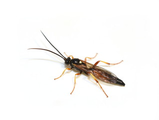 Black and brown Icheneumon sp. wasp sitting on a white surface