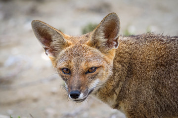 chilean wild fox