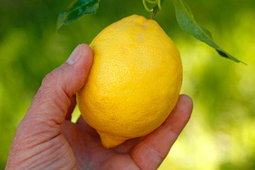 Lemon and hand.