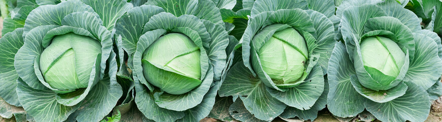 Green cabbage in growth at vegetable garden