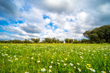 Flores amarillas en un día con nubes y claros