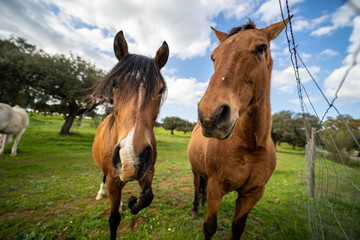 Fototapeta premium Caballos pastando y tranquilos en un prado verde