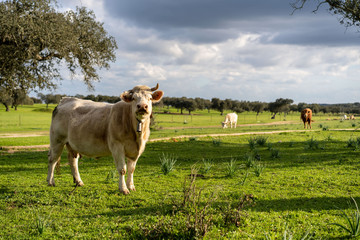Vacas y toros en el campo al atardecer