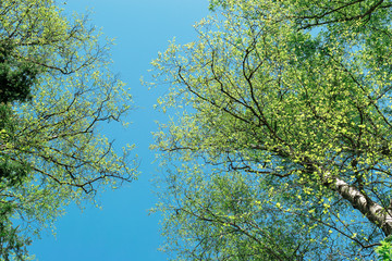 Fototapeta premium spring tops of birches with young leaves on a background of blue cloudless sky, spring natural background
