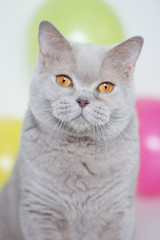 Chat british shorthair lilas
