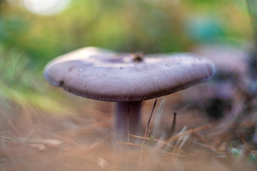 Clitocybe nuda (commonly known as the wood blewit and alternately described as Lepista nuda)