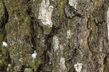 bark of an old birch closeup. wooden textured background