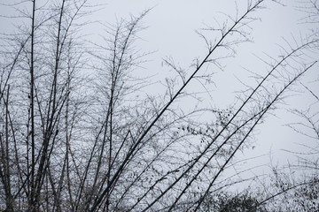 trees branch dry nature background