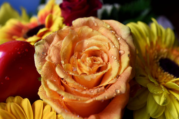 Rosa Gialla