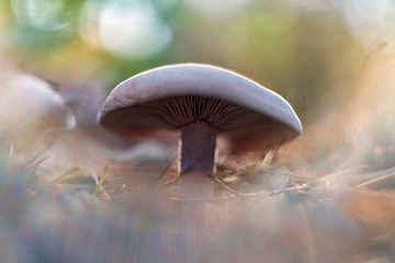 Clitocybe nuda (commonly known as the wood blewit and alternately described as Lepista nuda)