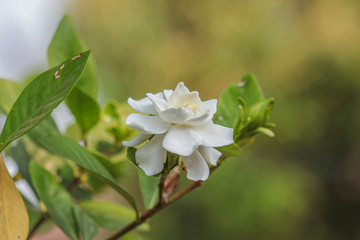 Gardenia jasminoides white flowers 