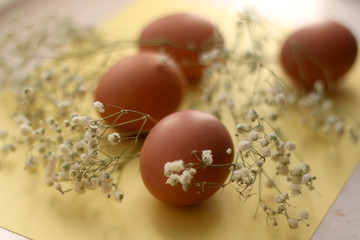 Free range eggs and gypsophila flowers on bright yellow background. Selective focus.