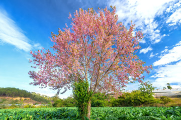 Cherry apricot trees blossom in the artichoke fields in the spring morning in the peaceful countryside