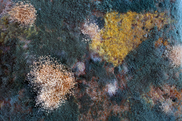 Moldy bread. Macro background. Different color fungus