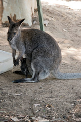 the red neck wallaby has a joey in her pouch
