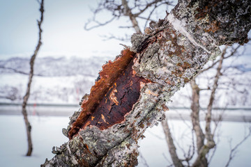 birch trees in the tundra of northern Norway