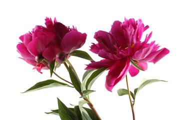 Two burgundy peonies isolated on white