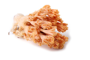 Coral mushroom isolated on white