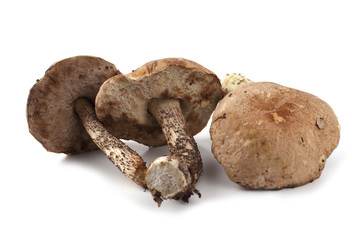 Birch bolete isolated on white