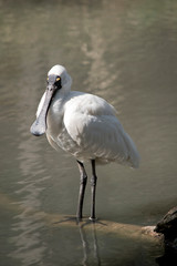 the royal spoonbill is perched on a log in the water